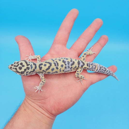 Male Hyper Xanthic Afghanicus Bold Leopard Gecko (in shed)