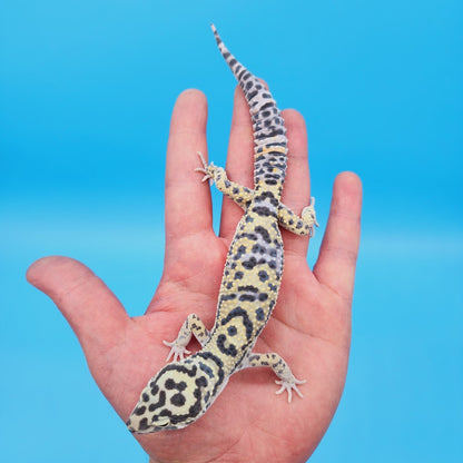 Male Hyper Xanthic Afghanicus Bold Leopard Gecko (in shed)