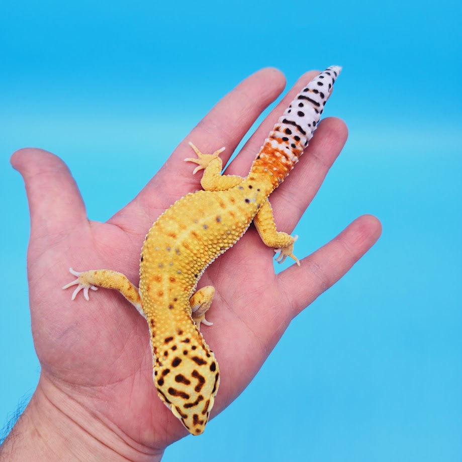 Male Mandarin Inferno Tangerine Bold Emerine possible White & Yellow Leopard Gecko