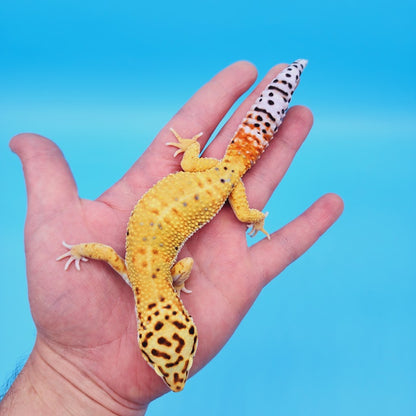 Male Mandarin Inferno Tangerine Bold Emerine possible White & Yellow Leopard Gecko