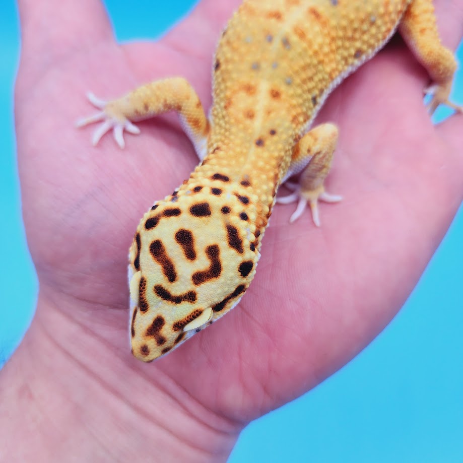 Male Mandarin Inferno Tangerine Bold Emerine possible White & Yellow Leopard Gecko