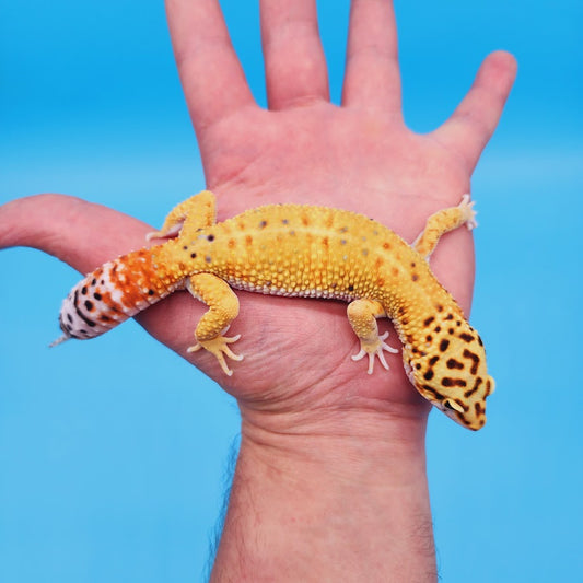 Male Mandarin Inferno Tangerine Bold Emerine possible White & Yellow Leopard Gecko