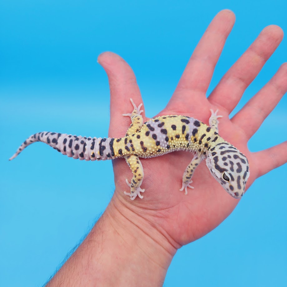 Male Hyper Xanthic Bold Turcmenicus Leopard Gecko