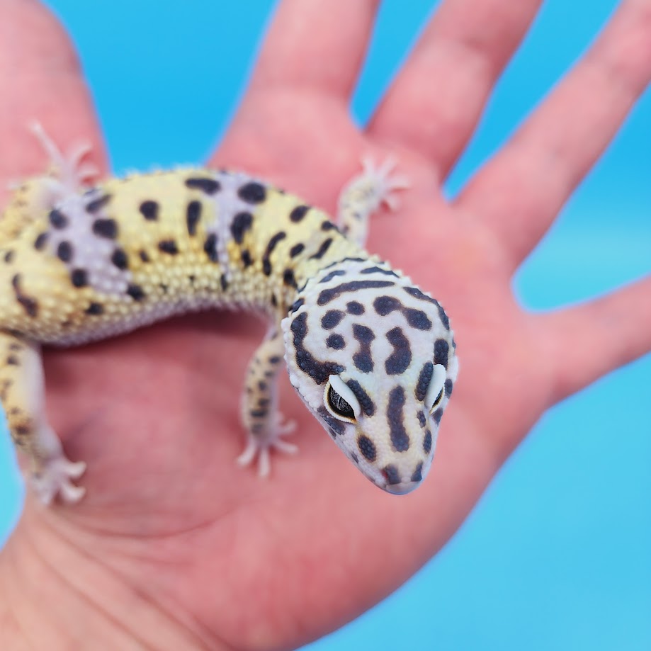 Male Hyper Xanthic Bold Turcmenicus Leopard Gecko