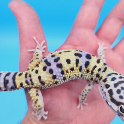 Male Hyper Xanthic Bold Turcmenicus Leopard Gecko
