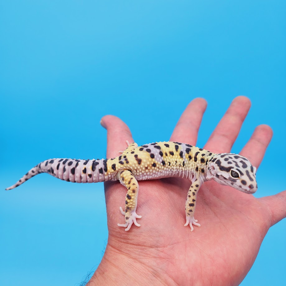Male Hyper Xanthic Bold Turcmenicus Leopard Gecko