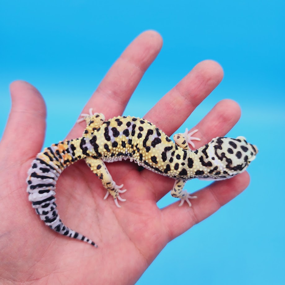 Male Hyper Xanthic Afghanicus Bold Bandit Tri-Color Leopard Gecko