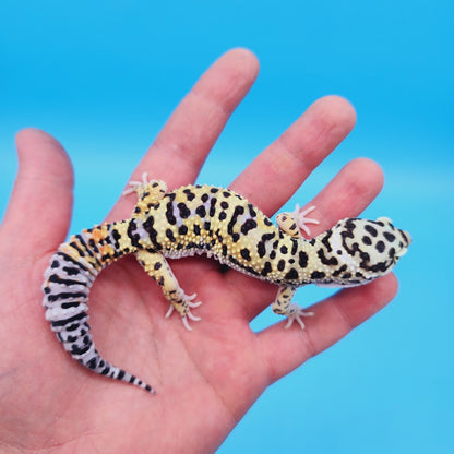 Male Hyper Xanthic Afghanicus Bold Bandit Tri-Color Leopard Gecko