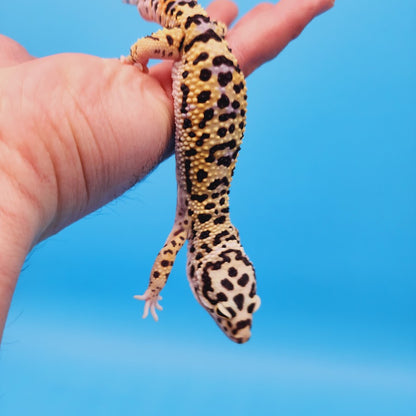 Male Hyper Xanthic Afghanicus Bold Bandit Tri-Color Leopard Gecko