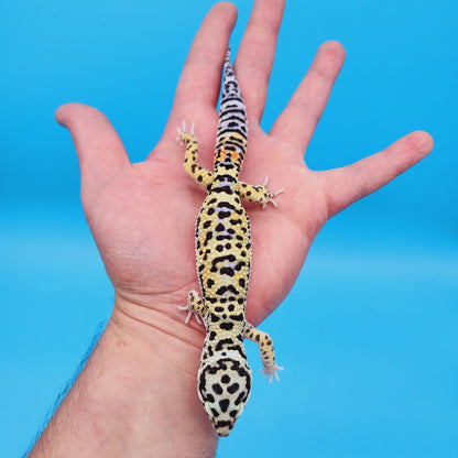 Male Hyper Xanthic Afghanicus Bold Bandit Tri-Color Leopard Gecko