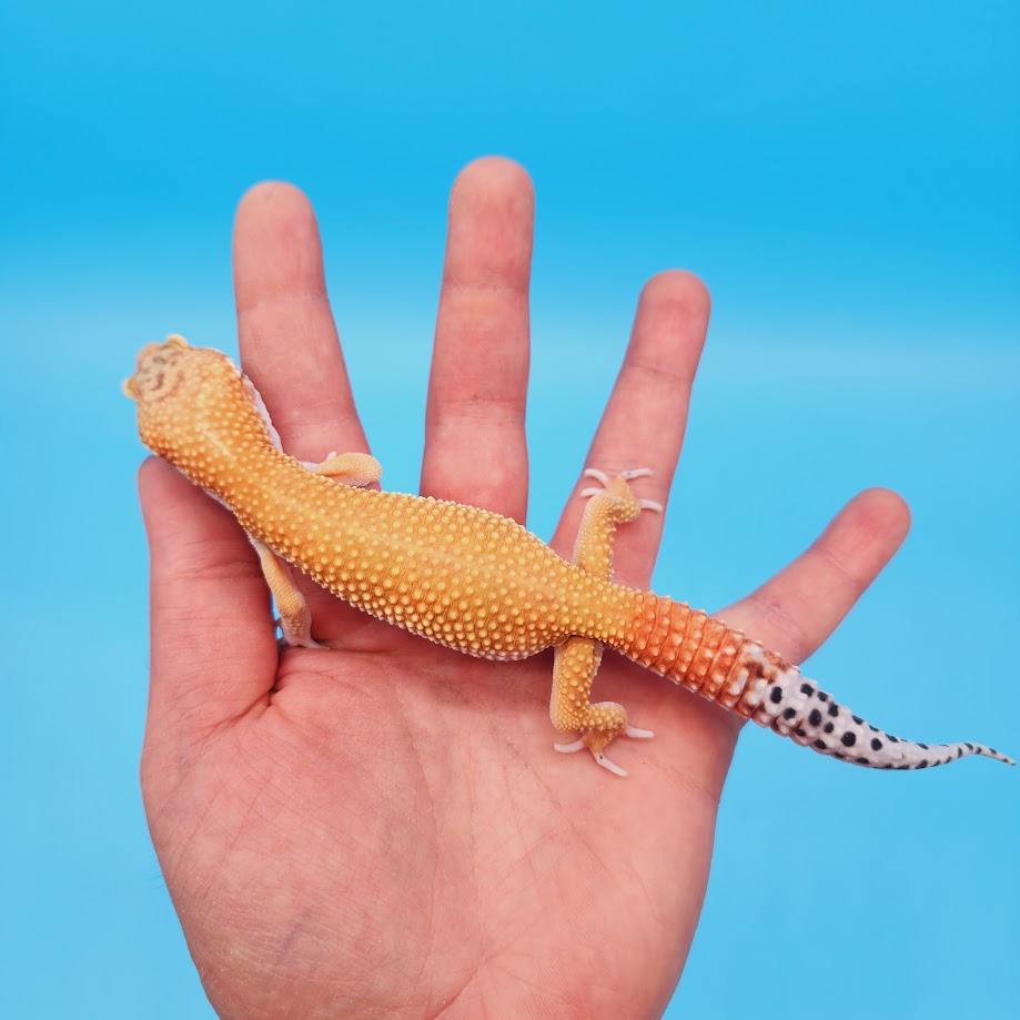 Male Mandarin Tangerine Turcmenicus Super Hypo Leopard Gecko