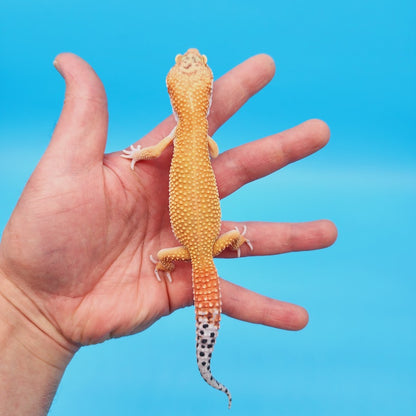 Male Mandarin Tangerine Turcmenicus Super Hypo Leopard Gecko