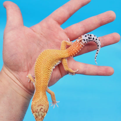 Male Mandarin Tangerine Turcmenicus Super Hypo Leopard Gecko