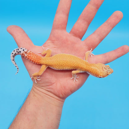 Male Mandarin Tangerine Turcmenicus Super Hypo Leopard Gecko