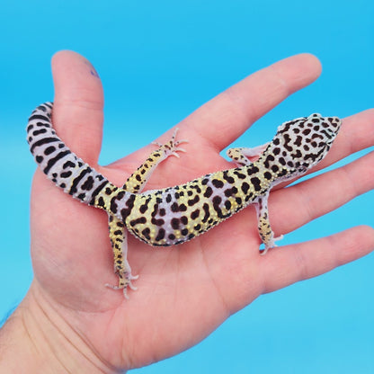 Male Afghanicus Turcmenicus Leopard Gecko