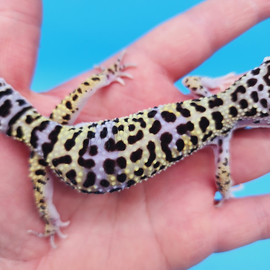 Male Afghanicus Turcmenicus Leopard Gecko