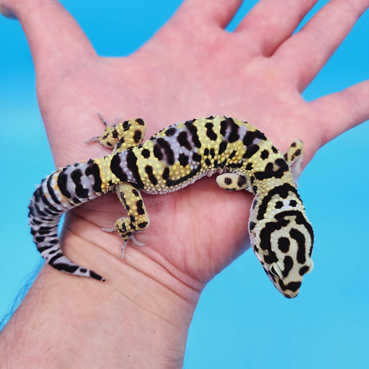 Male Hyper Xanthic Afghanicus Bold Bandit Leopard Gecko