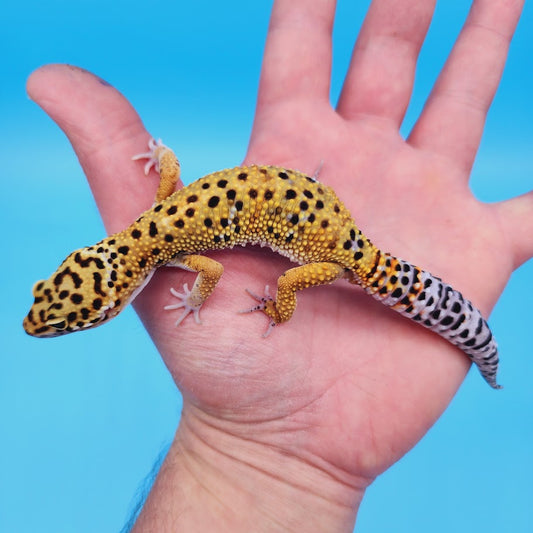 Mandarin Inferno Afghanicus Turcmenicus Leopard Gecko