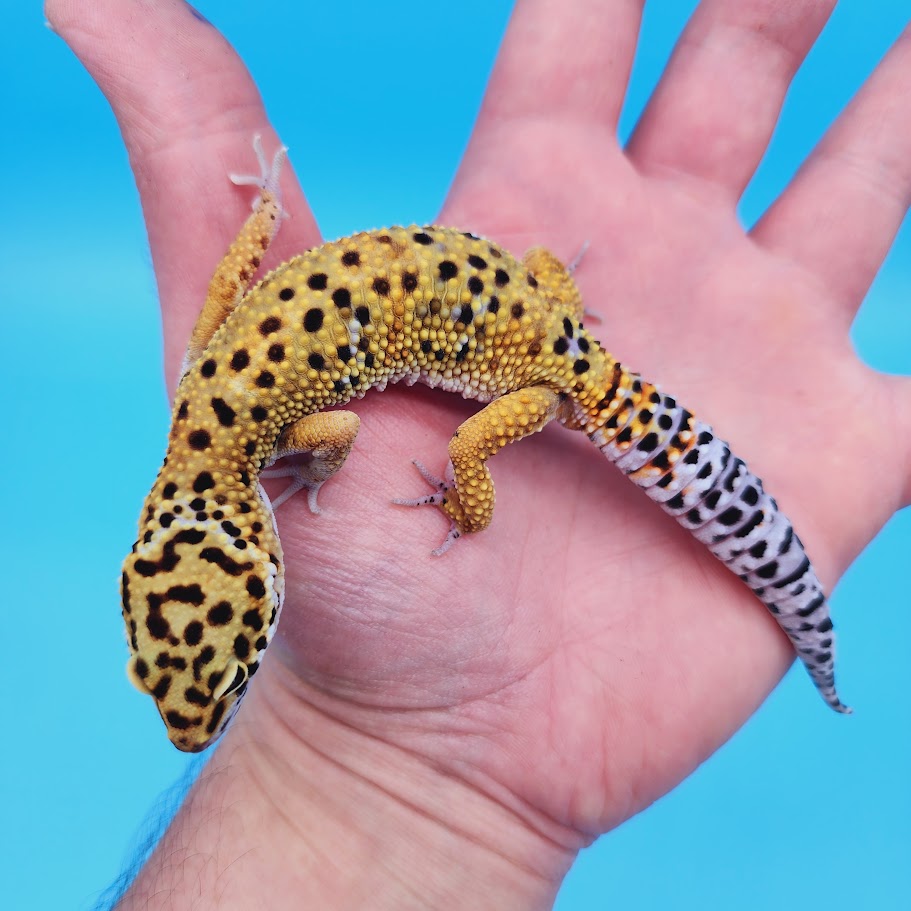 Mandarin Inferno Afghanicus Turcmenicus Leopard Gecko