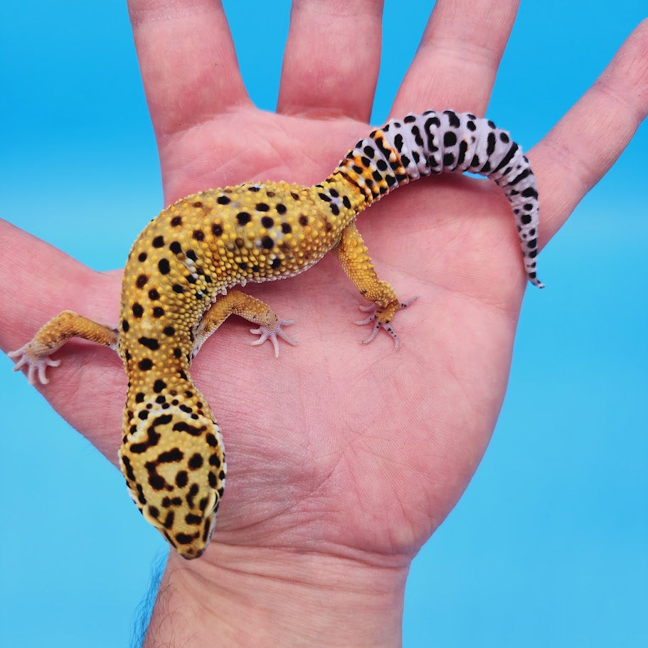 Mandarin Inferno Afghanicus Turcmenicus Leopard Gecko