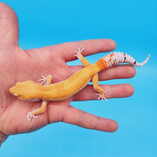 Male Super Hypo Mandarin Bold Baldy White  & Yellow Leopard Gecko (slightly imperfect body structure pet)