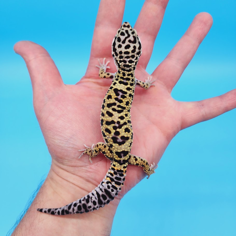 Male Afghanicus Turcmenicus Fasciolatus Macularius Leopard Gecko