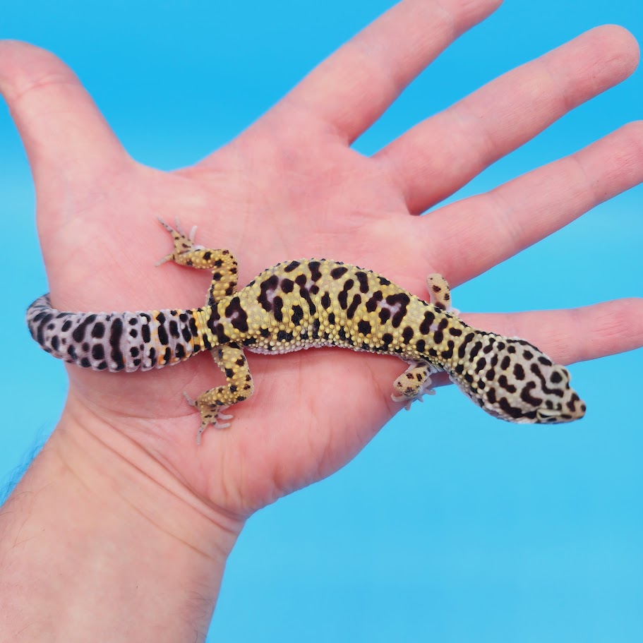 Male Afghanicus Turcmenicus Fasciolatus Macularius Leopard Gecko