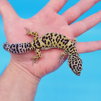 Male Afghanicus Turcmenicus Fasciolatus Macularius Leopard Gecko