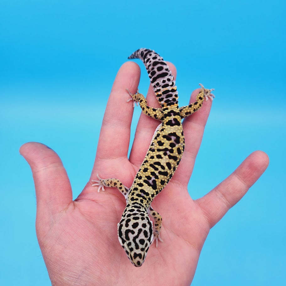 Male Afghanicus Turcmenicus Fasciolatus Macularius Leopard Gecko