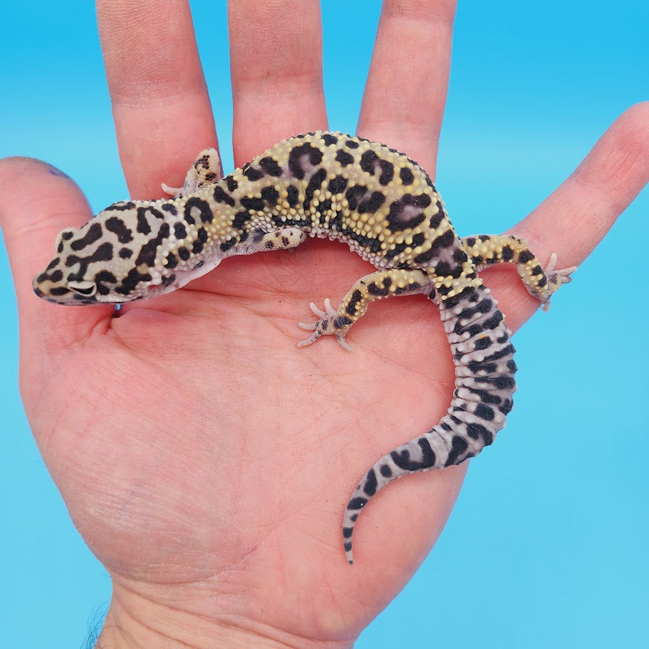 Male Afghanicus (25%) Mack Snow (75%) Leopard Gecko