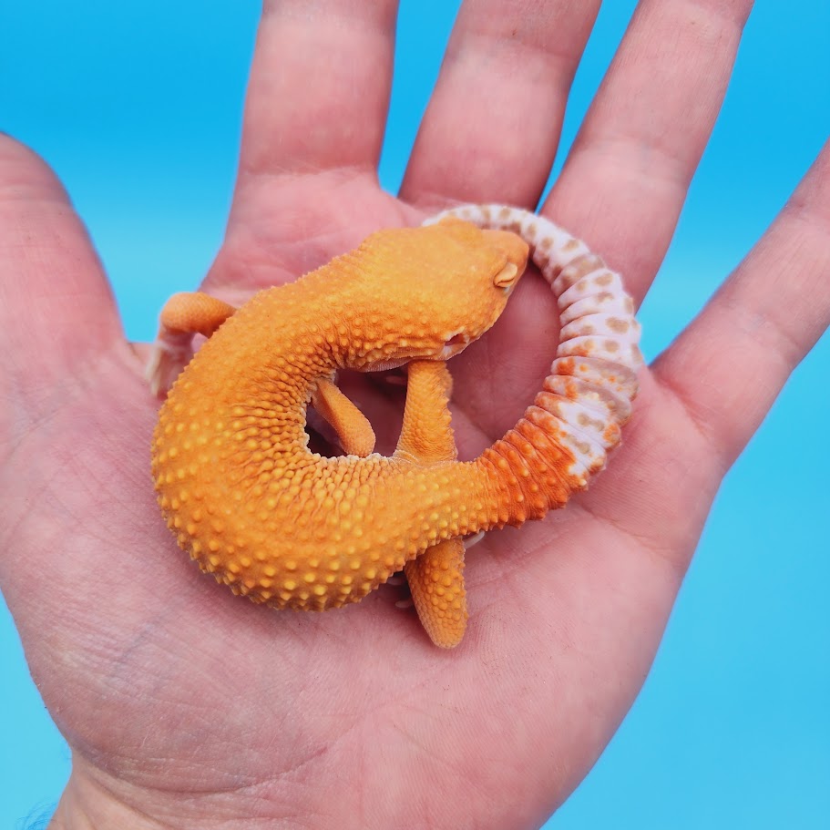 Male Super Hypo Mandarin Inferno Tremper Albino Baldy Carrot Tail Leopard Gecko (pet slow grower)