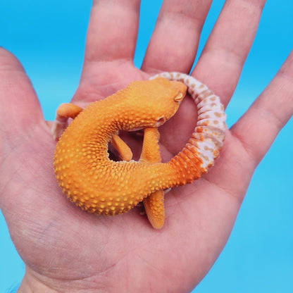 Male Super Hypo Mandarin Inferno Tremper Albino Baldy Carrot Tail Leopard Gecko (pet slow grower)