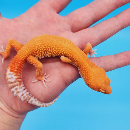Male Super Hypo Mandarin Inferno Tremper Albino Baldy Carrot Tail Leopard Gecko (pet slow grower)