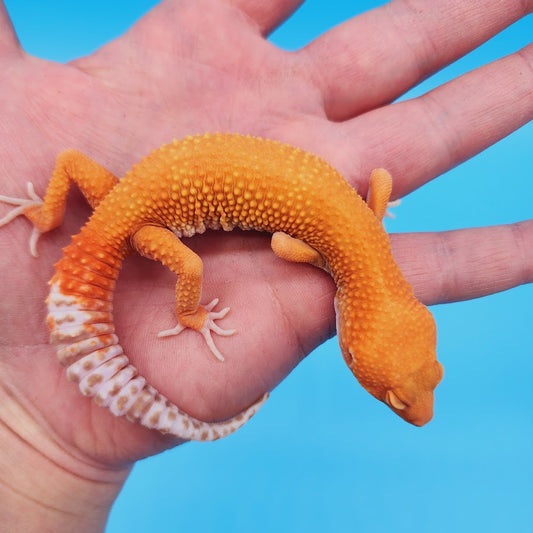 Male Super Hypo Mandarin Inferno Tremper Albino Baldy Carrot Tail Leopard Gecko (pet slow grower)