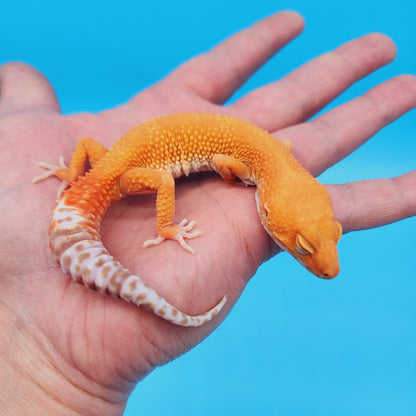 Male Super Hypo Mandarin Inferno Tremper Albino Baldy Carrot Tail Leopard Gecko (pet slow grower)