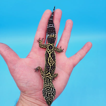 Female Black Night (50%) Afghanicus (50%) Leopard Gecko (pet slight mbd syndrome but 100% ok, thriving)