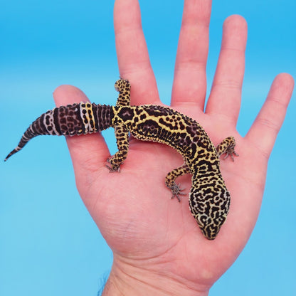 Female Black Night (50%) Afghanicus (50%) Leopard Gecko (pet slight mbd syndrome but 100% ok, thriving)