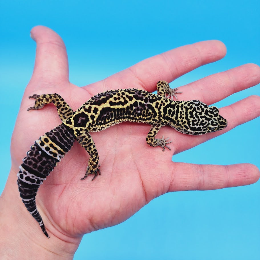 Female Black Night (50%) Afghanicus (50%) Leopard Gecko (pet slight mbd syndrome but 100% ok, thriving)
