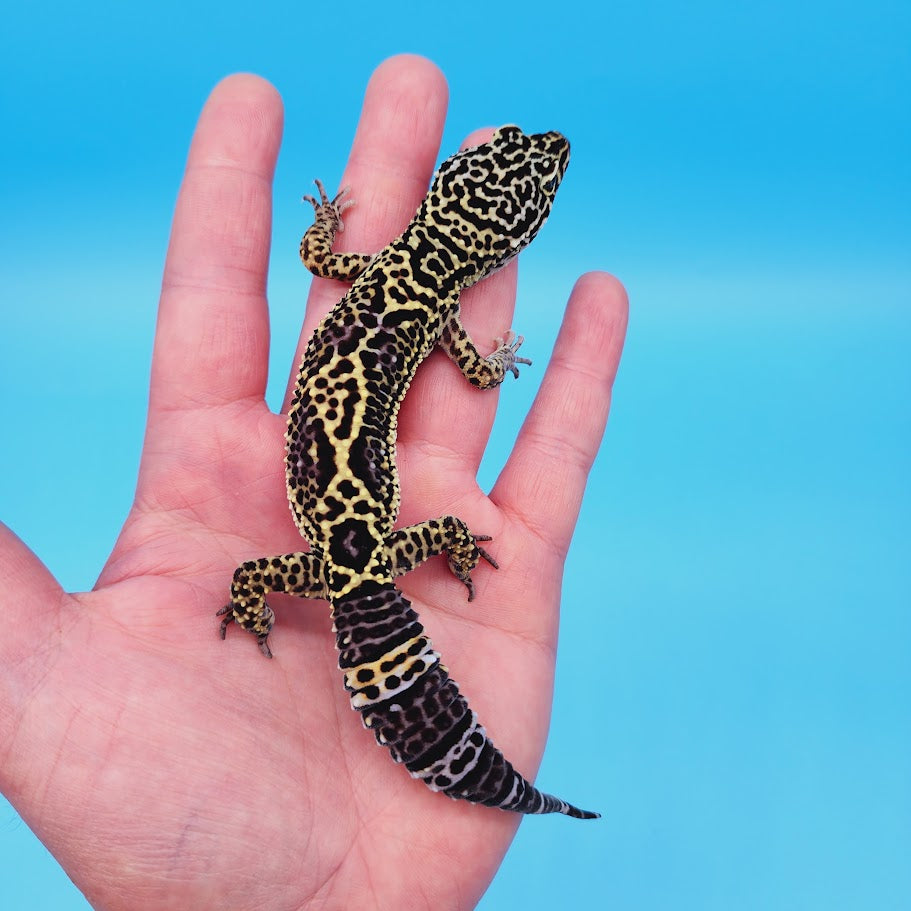 Female Black Night (50%) Afghanicus (50%) Leopard Gecko (pet slight mbd syndrome but 100% ok, thriving)