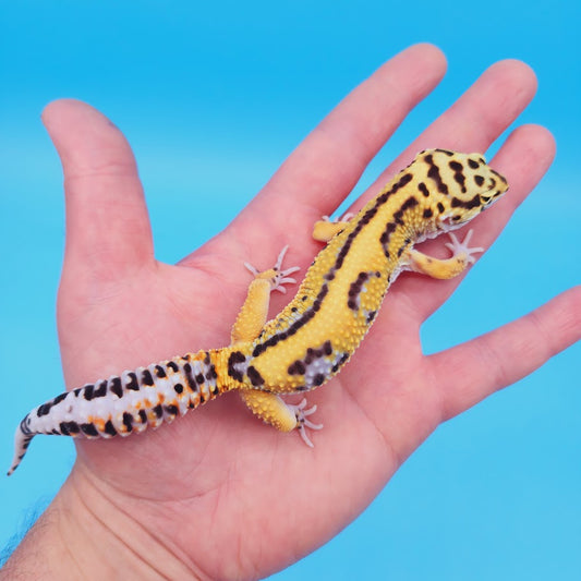 Male Bengal Black Night Mandarin Cross Leopard Gecko (pet slight mbd syndrome but 100% ok, thriving)