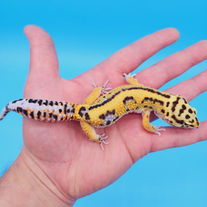 Male Bengal Black Night Mandarin Cross Leopard Gecko (pet slight mbd syndrome but 100% ok, thriving)