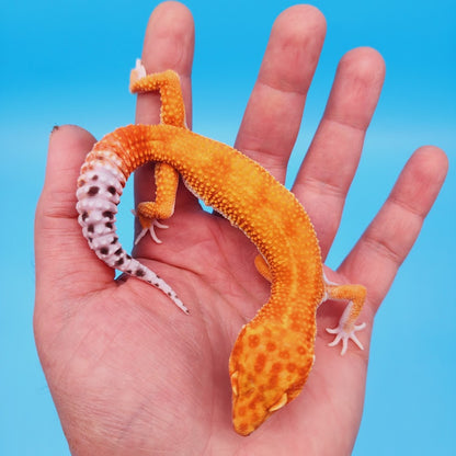 Male Super Hypo Mandarin Inferno Bold White & Yellow Leopard Gecko (pet slight over bite & smaller bone structure)