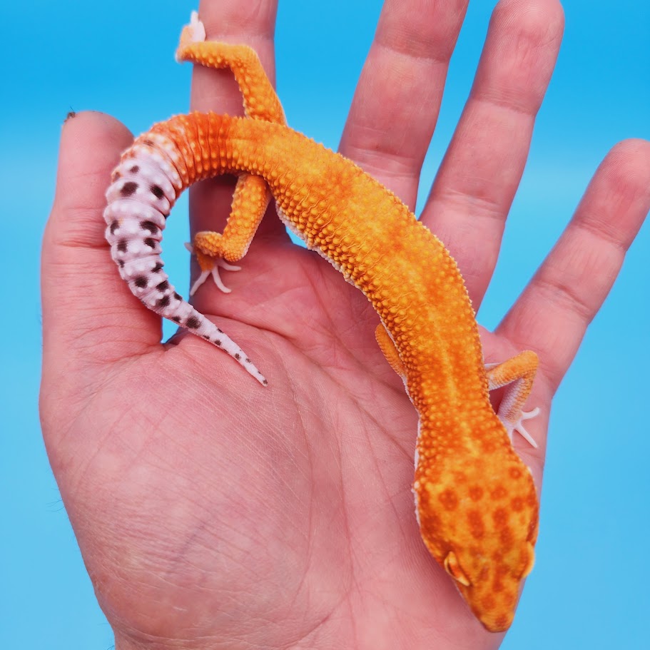 Male Super Hypo Mandarin Inferno Bold White & Yellow Leopard Gecko (pet slight over bite & smaller bone structure)