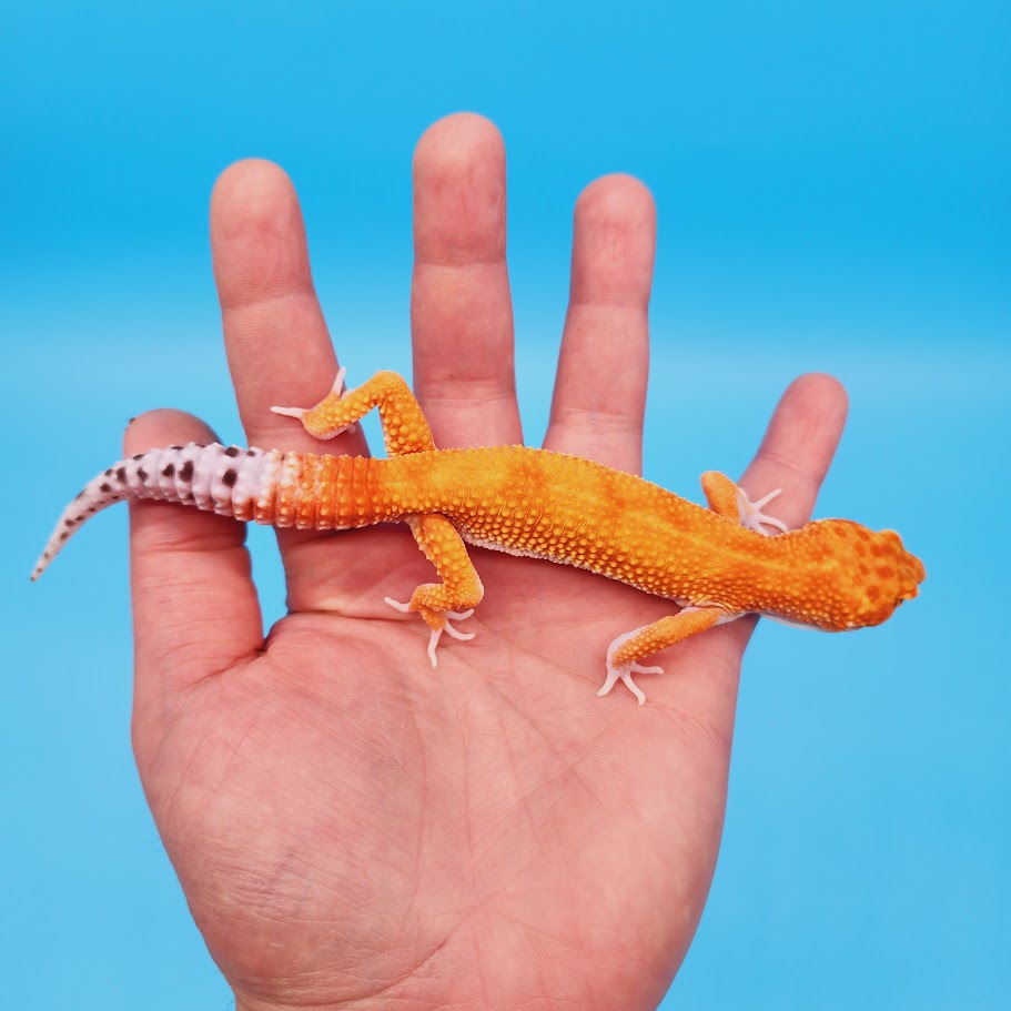 Male Super Hypo Mandarin Inferno Bold White & Yellow Leopard Gecko (pet slight over bite & smaller bone structure)