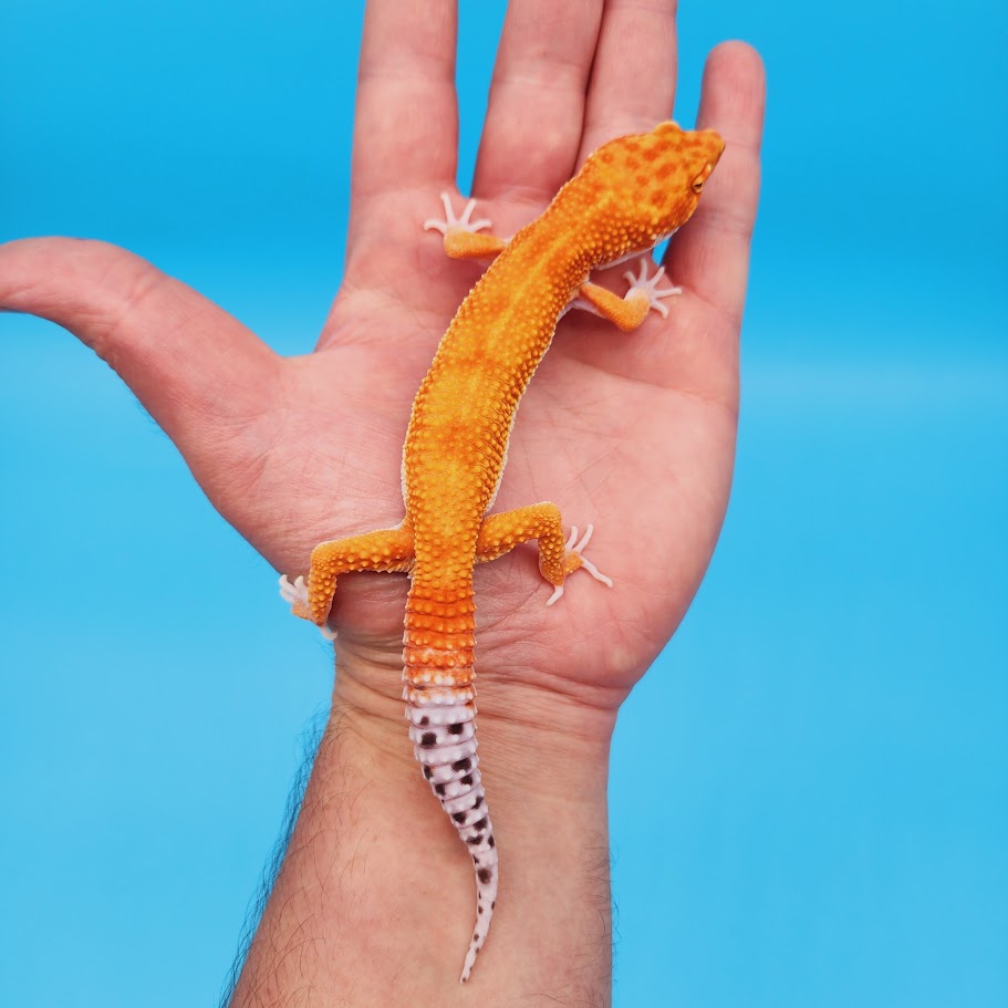 Male Super Hypo Mandarin Inferno Bold White & Yellow Leopard Gecko (pet slight over bite & smaller bone structure)