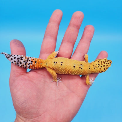 Male Mandarin Clown 100% Het Tremper Albino Leopard Gecko (pet slight mbd syndrome, 100% ok, thriving)
