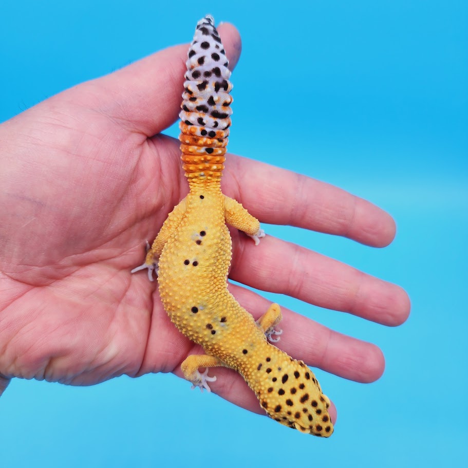 Male Mandarin Clown 100% Het Tremper Albino Leopard Gecko (pet slight mbd syndrome, 100% ok, thriving)