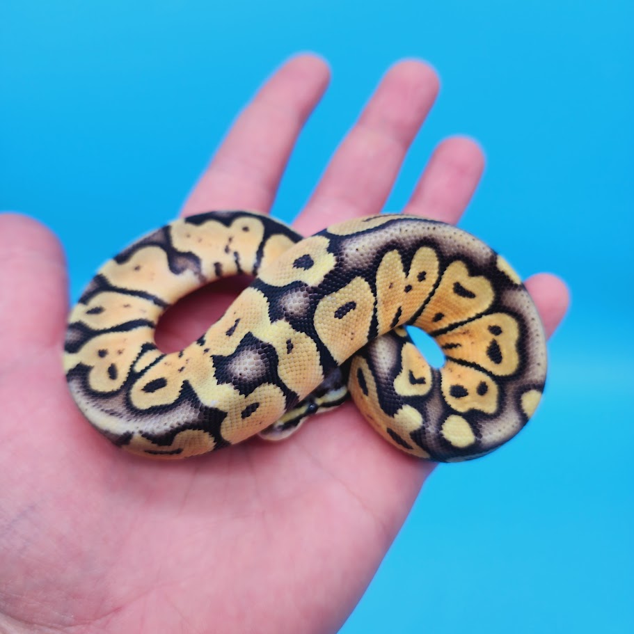 Probable Male Super Pastel Het Puzzle Possible Het Clown Ball Python