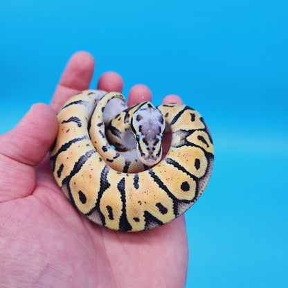 Female Super Pastel Het Puzzle Possible Het Clown Ball Python
