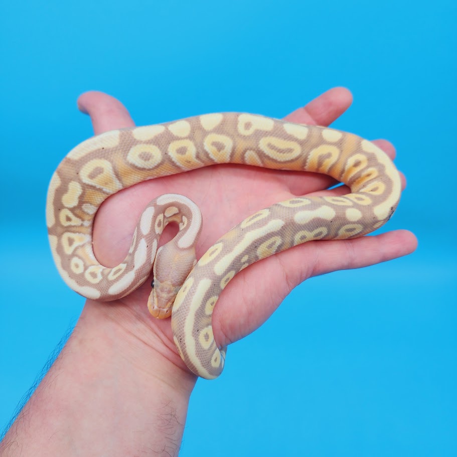 Female Banana Pastel Yellow Belly Ball Python